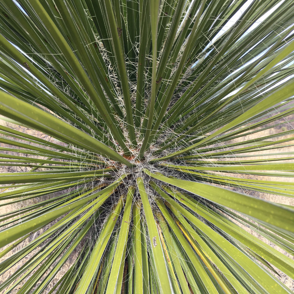 Yucca Leaves - Image 3